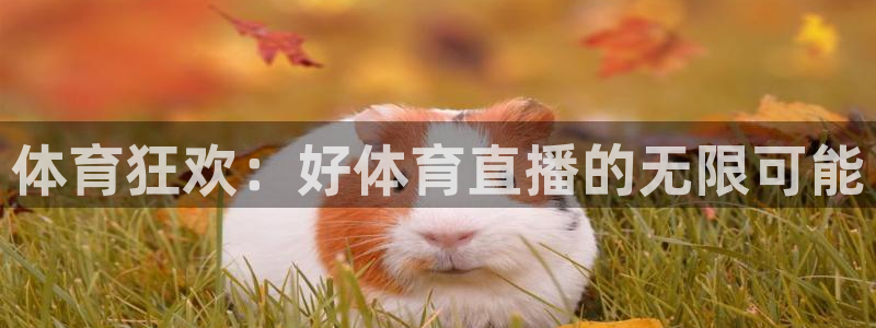 体育狂欢：好体育直播的无限可能